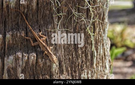 Wild Brown Anole Lizard on Tree in Tampa FL Stockfoto