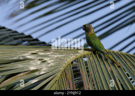 Ein grüner Papagei steht auf einer grünen Palme. Der Vogel blickt in den Himmel und die Palme ist üppig und grün. Die Szene ist friedlich und ruhig Stockfoto
