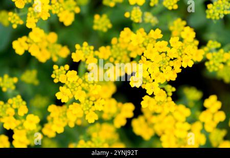 Gelbe Blüten des Steinsalzes. Blühende Pflanze in Nahaufnahme. Alyssum Stockfoto