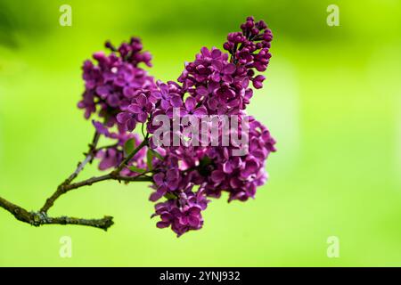 Zweig des blühenden Flieders vor grünem Hintergrund. Stockfoto