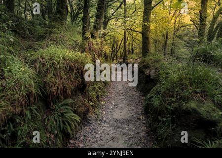 Der Leet Path durch den alten Eichenwald des Draynes Wood auf Bodmin Moor in Cornwall in Großbritannien. Stockfoto