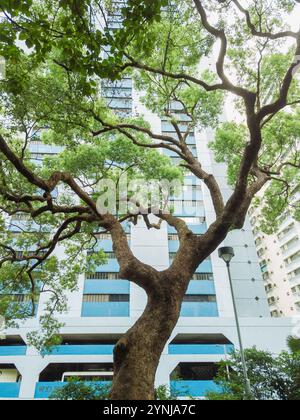 Urban Harmony: Hoch aufragender Baum vor einem modernen Hochhaus, das die Mischung aus Natur und Stadtleben mit üppigem Grün einfängt. Stockfoto