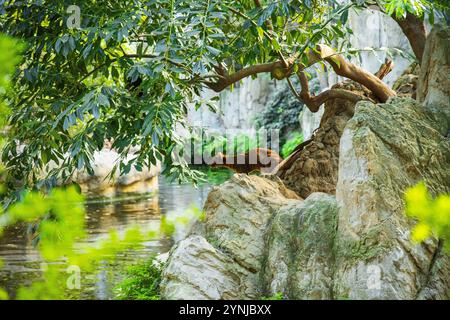 Madagaskar-Raubtier Fossa Cryptoprocta ferox Stockfoto