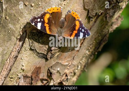 Der Admiral (Vanessa atalanta, SYN.: Pyrameis atalanta) - Schmetterling, Falter Stockfoto