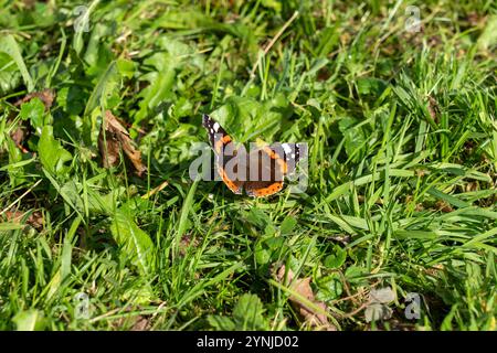Der Admiral (Vanessa atalanta, SYN.: Pyrameis atalanta) - Schmetterling, Falter Stockfoto
