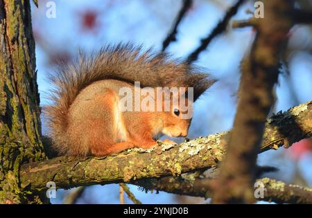 Eichhörnchen bei Sonnenschein Stockfoto