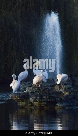 London, Vereinigtes Königreich. November 2024. Die dort ansässigen großen weißen Pelikane, auch bekannt als östliche weiße Pelikane, sonnen sich auf dem Felsen neben dem Brunnen im See im St James's Park. Quelle: Vuk Valcic/Alamy Live News Stockfoto