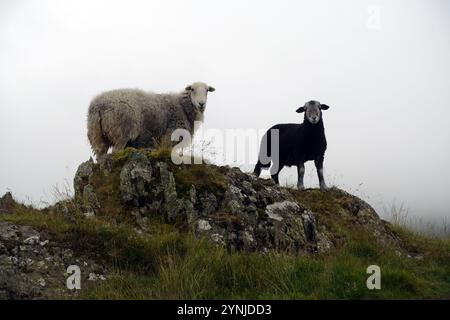 Herdwick Ewe & Lamb (Herdy) auf „Rough Crag“ in der Nähe der „High Street“ Range of Hills ab Mardale im Lake District National Park, Cumbria, Großbritannien. Stockfoto