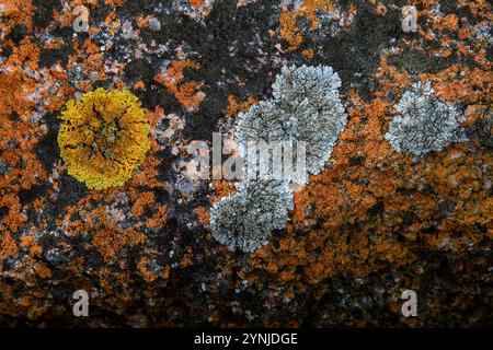 Australien, Tasmanien, Ostküste, Coles Bay, Freycinet National Park, die Gefahren, Flechten auf Felsen Stockfoto