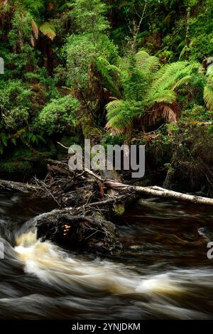 Australien, Tasmanien, Franklin-Gordon Wild Rivers National Park, Fern, Franklin River Nature Trail, Stockfoto