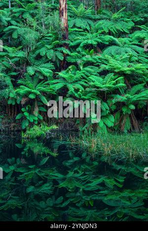 Australien, Victoria, Barwon Downs, Great Otway, Nationalpark, Lake Elizabeth Stockfoto