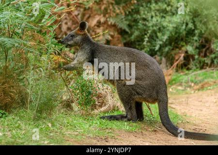 Australien, Victoria, Foster, Wilsons Promontory, Nationalpark, Sumpf Wallaby, Wallabia bicolor Stockfoto