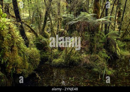 Neuseeland, Südinsel, Westküste, Haast, Ship Creek, Sumpf Forest Walk Stockfoto