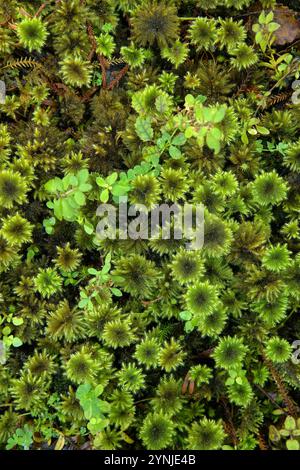 Neuseeland, Südinsel, Westküste, Haast, Ship Creek, Sumpfwald Walk, Moos Stockfoto