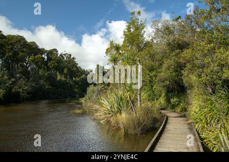 Neuseeland, Südinsel, Westküste, Haast, Ship Creek, Sumpf Forest Walk Stockfoto