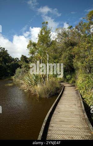 Neuseeland, Südinsel, Westküste, Haast, Ship Creek, Sumpf Forest Walk Stockfoto