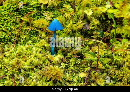 Neuseeland, Südinsel, Westküste, Haast, Ship Creek, Sumpfwald Walk, Pilz, Entoloma hochstetteri Stockfoto