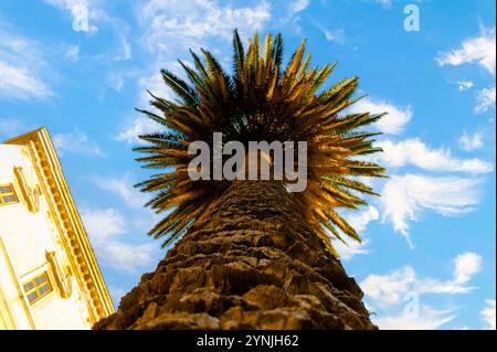 Malerische hohe Palme in den Gärten des Barberini-Palastes in Rom, Italien Stockfoto