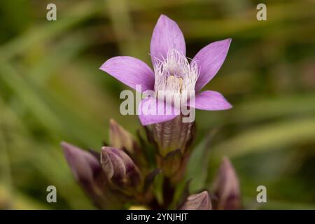 Chiltern Gentian (Gentianella germanica). Oxfordshire, Großbritannien. Stockfoto