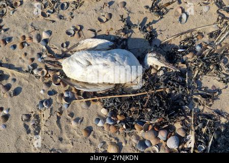 Dead Common Murre oder Common guillemot (Uria aalge), die am Sandstrand in Burgh-Haamstede, Zeeland, Niederlande, angespült werden Stockfoto