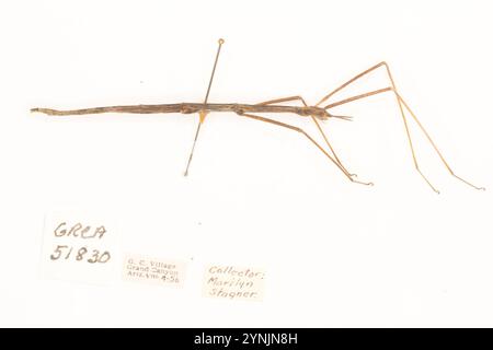 Walkingsticks mit kurzem Horn (Parabacillus) Stockfoto