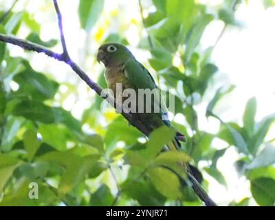Papageiensittich (Eupsittula nana) Stockfoto