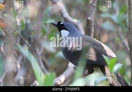 Schwarzkehlchen (Pterorhinus chinensis) Stockfoto