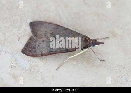 Baum Luzerne Motte (Uresiphita ornithopteralis) Stockfoto