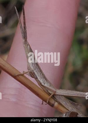 Langhaarige Zahnstocher Grasshopper (Achurum carinatum) Stockfoto