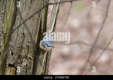 Nuthatch auf Baumstamm in Natural Forest Habitat Stockfoto
