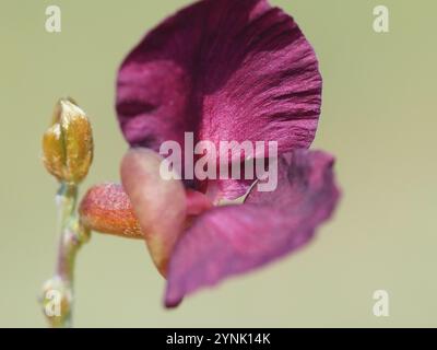 Violette Buschbohne (Macroptilium atropurpureum) Stockfoto