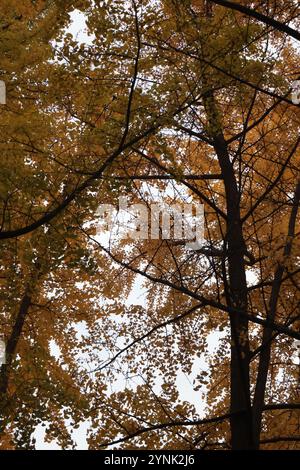 Blick auf das Laub von Birken in china, Herbstsaison, gelbe Blätter Stockfoto