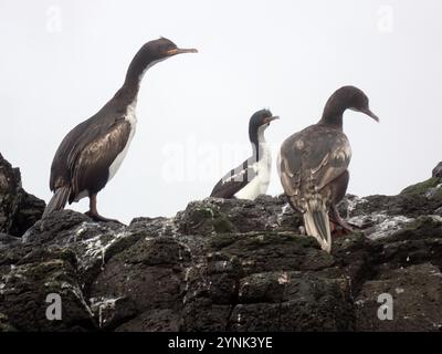 Auckland Island Shag (Leucocarbo colensoi) Stockfoto