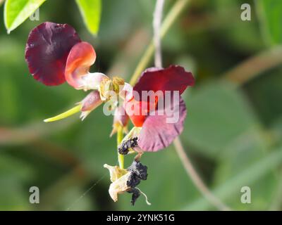 Violette Buschbohne (Macroptilium atropurpureum) Stockfoto