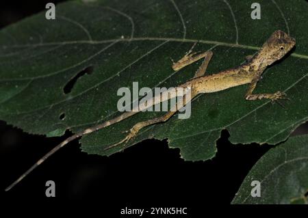 Dunkler Ohrenloser Agama (Aphaniotis fusca) Stockfoto