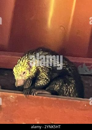 Mexikanisches Haariges Zwergschwein (Coendou mexicanus) Stockfoto