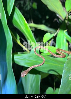 Gewöhnliche stumpfköpfige Baumschlange (Imantodes cenchoa) Stockfoto