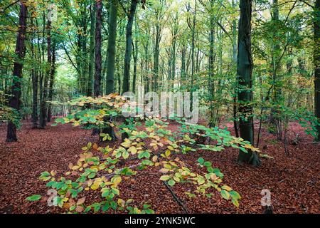 Herbstszene im Thetford Forest Park, Norfolk, England, Vereinigtes Königreich - Breitblätterbäume in ihren Herbstfarben umgeben von herabfallenden Blättern Stockfoto