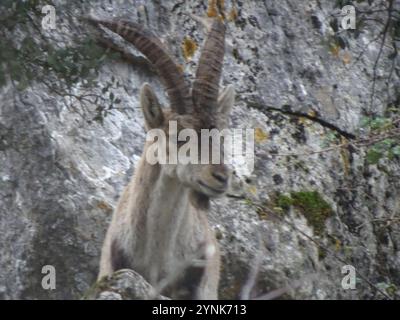 Südöstlicher spanischer Steinbock (Capra pyrenaica hispanica) Stockfoto