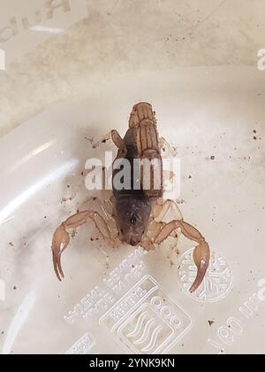 Skorpion (Paravaejovis spinigerus) Stockfoto