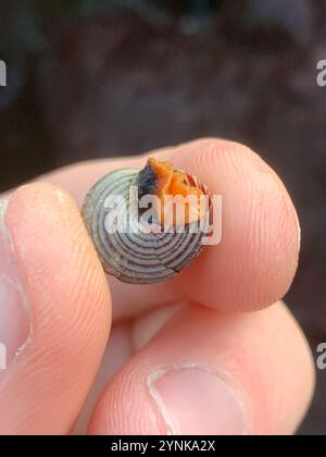 Blaugeringte Spitzenschnecke (Calliostoma ligatum) Stockfoto