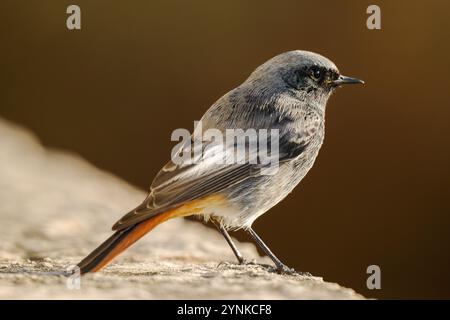 Nahaufnahme eines männlichen schwarzen Rotstarts (Phoenicurus ochruros). Bunter kleiner Passerinvogel der Gattung Phoenicurus Stockfoto