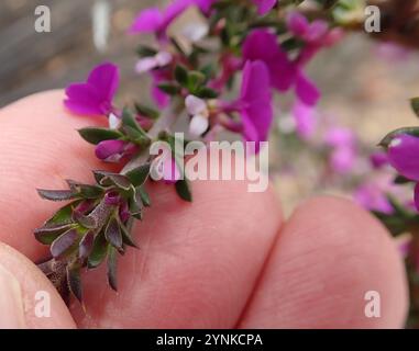 Stachelige Purplegorse (Muraltia heisteria) Stockfoto