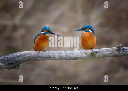 Ein paar gewöhnliche Eisfischer (Alcedo atthis) oder ein eurasischer eisvogel oder ein eisvogel auf einem Barsch. Isola della Cona, Friaul Julisch Venetien, Italien. Stockfoto