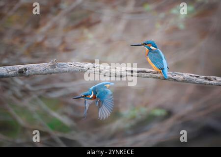 Ein paar gewöhnliche Eisfischer (Alcedo atthis) oder ein eurasischer eisvogel oder ein eisvogel auf einem Barsch. Isola della Cona, Friaul Julisch Venetien, Italien. Stockfoto