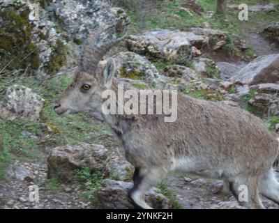 Südöstlicher spanischer Steinbock (Capra pyrenaica hispanica) Stockfoto