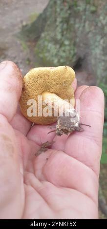 Bluefoot Bolete (Xerocomellus cisalpinus) Stockfoto