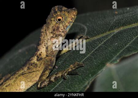 Dunkler Ohrenloser Agama (Aphaniotis fusca) Stockfoto