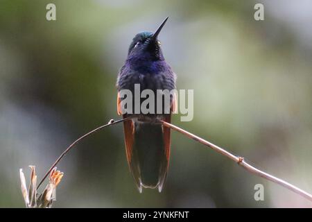 Kolibri (Lamprolaima rhami) Stockfoto