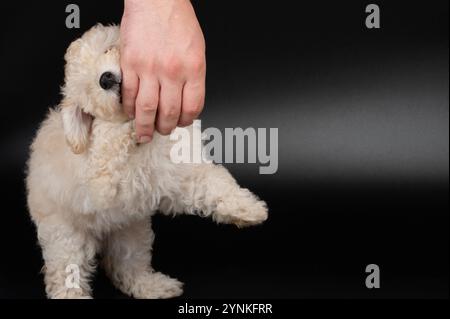 Niedlicher Pudelhund beißt menschliche Hand isoliert auf schwarzem Studiohintergrund Stockfoto